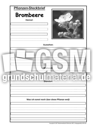 Pflanzensteckbrief-Brombeere-SW.pdf